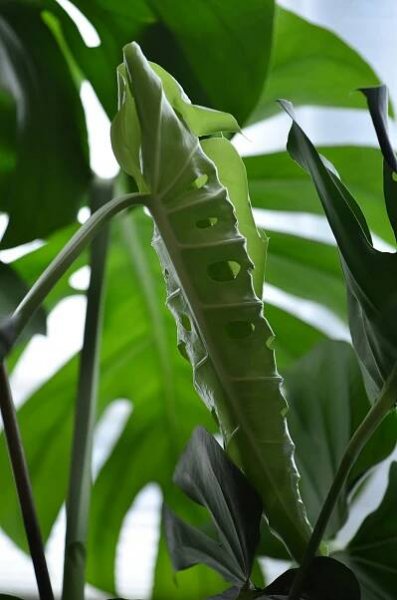 Základová fotografie na téma abstraktní, botanický, bujný, detail, díry, exotický, filodendron, flóra, fotka, fotografie