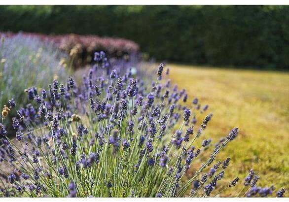 Levandule lékařská (Lavandula angustifolia): Klasika mezi středomořskými rostlinami, ale rozšířila se i k nám. Má zelenostříbrné listy a voňavé fialové květy. 