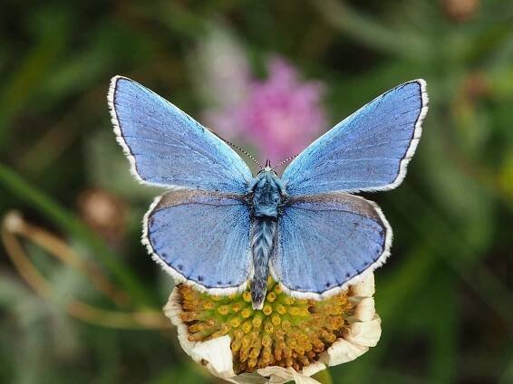 Modrásek jetelový – Polyommatus bellargus – fotogalerie – Motýli a Krajina nejen Brněnska