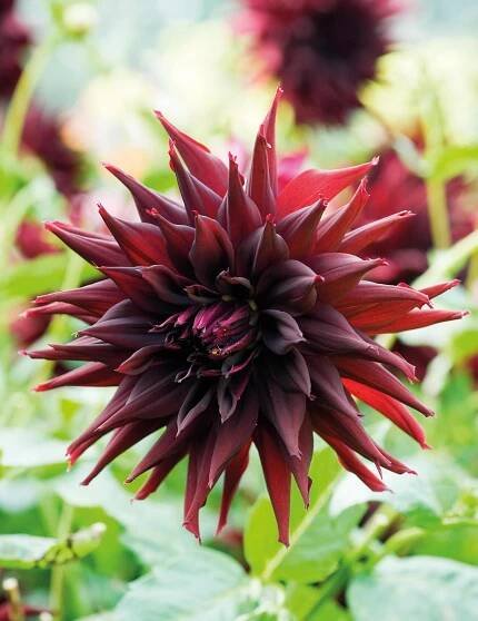 Gardeners' World pluktuin 2025 by F&L Media - Issuu