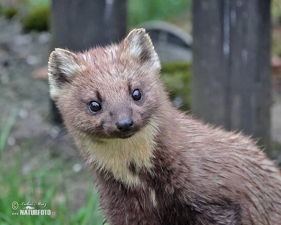 Kuna lesní | Naturfoto.cz