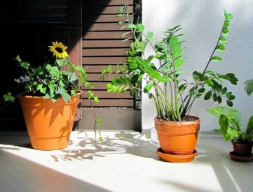 Pokojové rostliny s přímým světlem