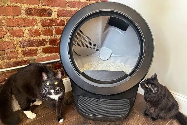 cats next to the Litter Robot 4 