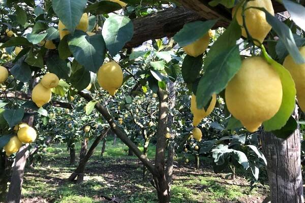 Lemon Tour