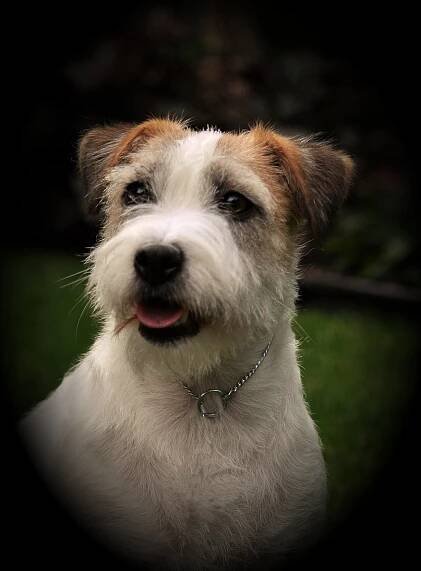 Russell Terriers Girls – Pacificgold Kennels Perm.Reg.1983