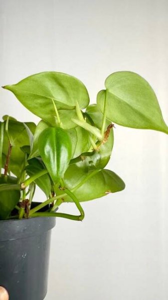 Philodendron scandens zelené popínavé rostliny, snadné pěstování Název rostliny filodendron