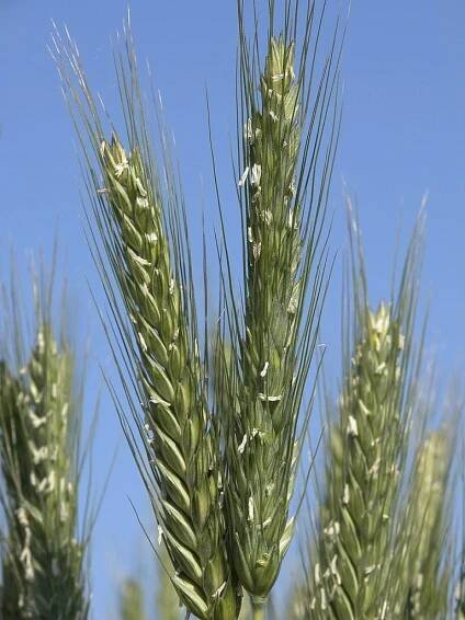 Category:Triticale - Wikimedia Commons