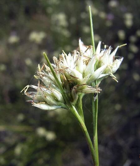Hrotnosemenka