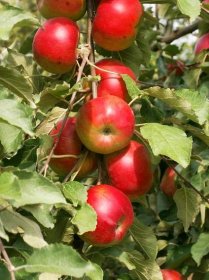 Sloupovité jabloně nabízí méně tradiční možnosti pěstování