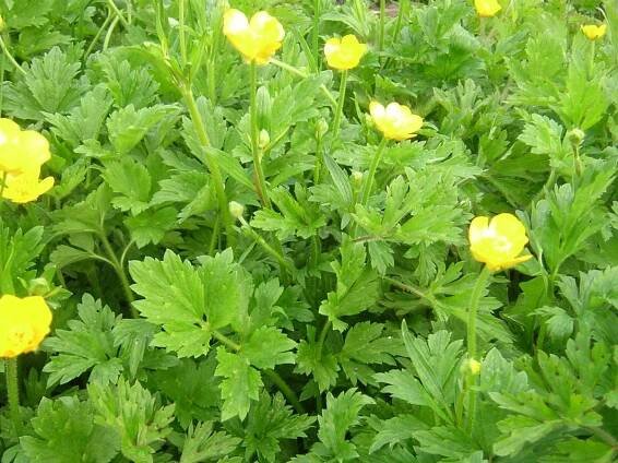 Creeping buttercup in flower