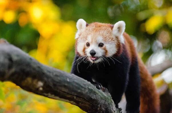 10 Surprising Facts About Red Pandas That Will Melt Your Heart - A-Z Animals