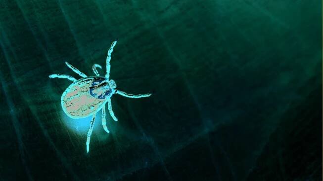 lyme disease care