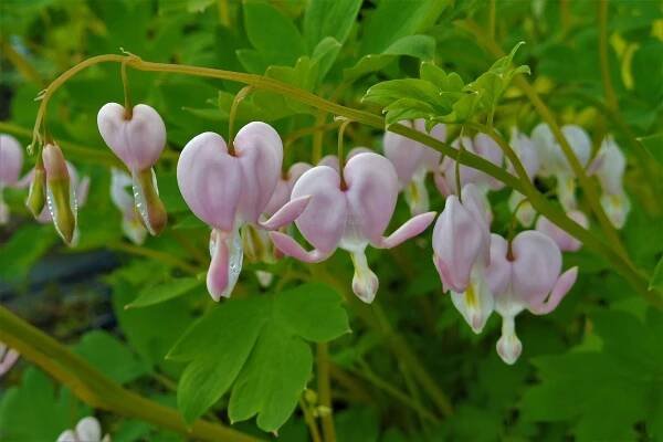 Dicentra spectabilis " Cupid " ® - srdcovka Zahradnictví Krulichovi - zahradnictví, květinářství, trvalky, skalničky, bylinky