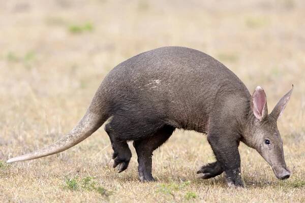 Deep Aardvark Facts