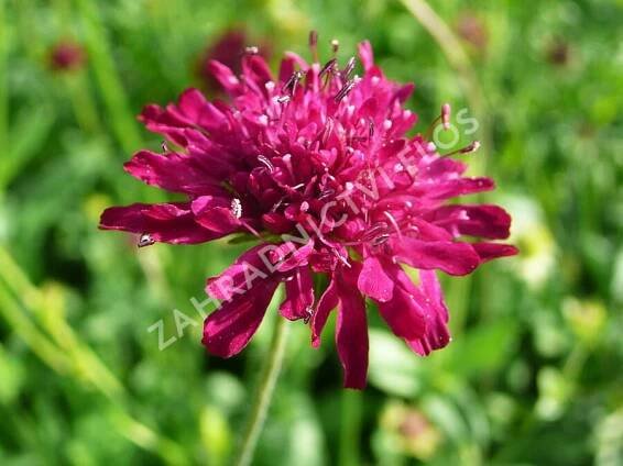 Chrastavec - Knautia macedonica