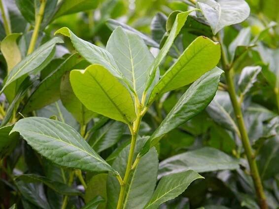 Bobkovišeň lékařská 'Rotundifolia' - Zahradnictví Spomyšl
