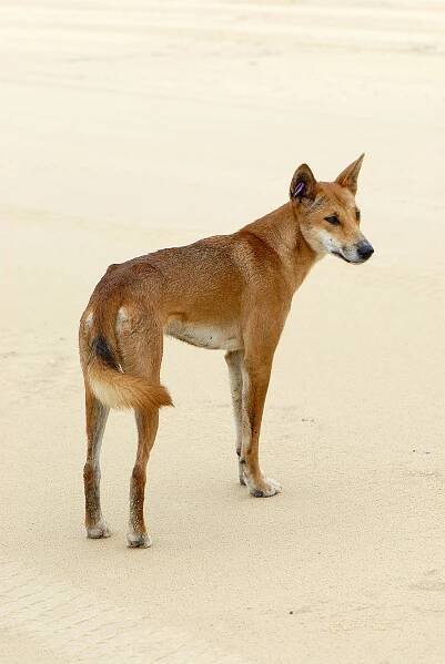 File:Canis lupus dingo.jpg