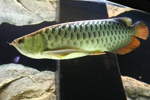 Brněnská zoo přidala sladkovodní ryby. Dostane se i na chobotnici