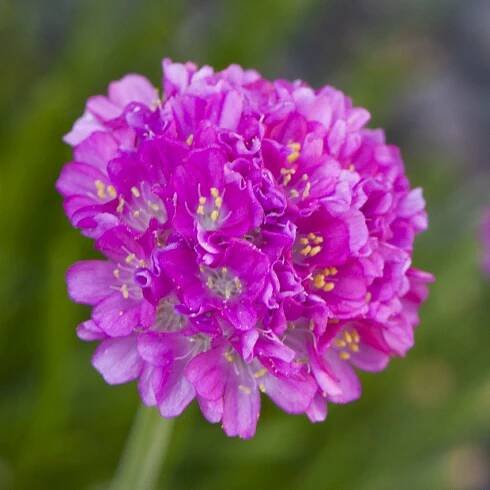 Armeria ‘Düsseldorfer Stolz’ – ružová trávnička do skaliek | SlovenskeTrvalky.sk