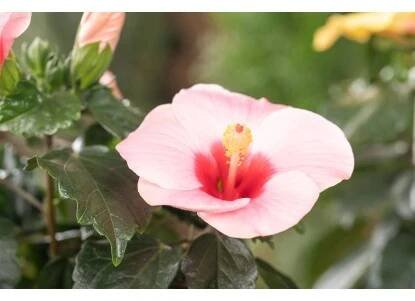 Ibišek čínská růže Cato (Hibiscus rosa-sinensis), výška 30-40 cm, pr.kv. 13 cm nakoupit u OBI