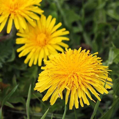 Semínka smetánky – BIO Pampeliška – Taraxacum officinalis