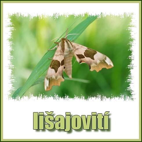 MOTÝLI - NOČNÍ a OSTATNÍ - Fotografie zvířat a přírody - Monika Suržinová