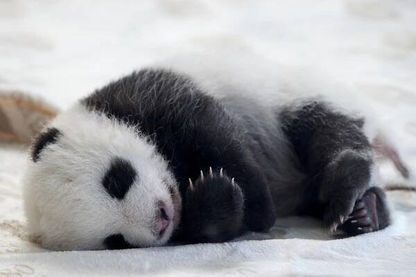 FOTO: Berlínská zoo poprvé představila senzační pandí dvojčata