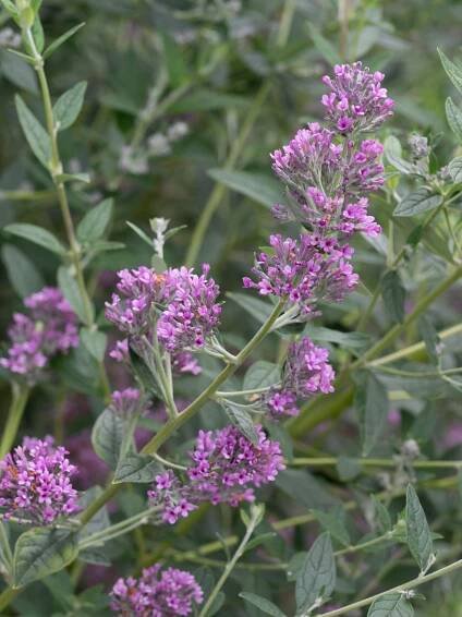 alternifolia Unique - Buddleja Collection