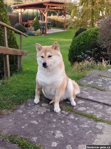 Rezervace štěňátek - Shiba Inu s PP