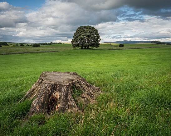 Eshton Copse near Gargrave