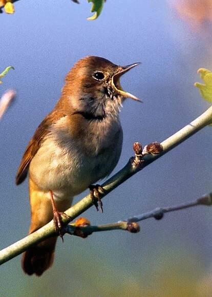 Nightingale Luscinia megarhynchos