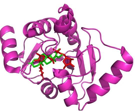 Figure 3. Comparative binding pose of the docked ligand guggulsterone (green) to the native pose of the reference crystallized ligand ADP ribose (red) within the active binding site of the viral ARP enzyme. 