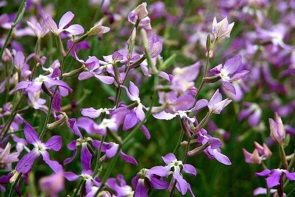 matthiola bicorne