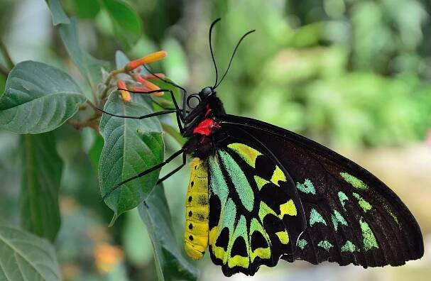 Cairns Birdwing (Ornithoptera euphorion), types of butterflies