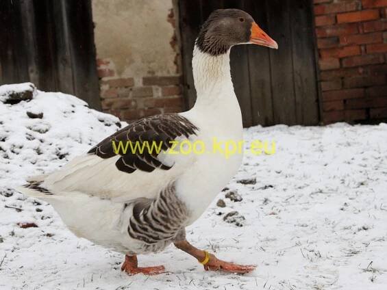 Fotografie Husa pomořanská, šedo-bílo strakatá, houser