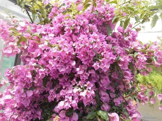 Bugenvilea (Bougainvillea)
