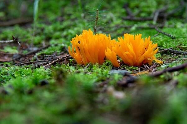 krásnorůžek: Calocera, rod stopkovýtrusých hub