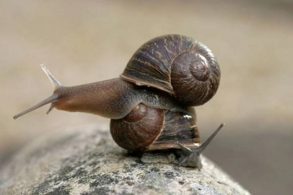 Two lefties make a right, if you’re a rare garden snail