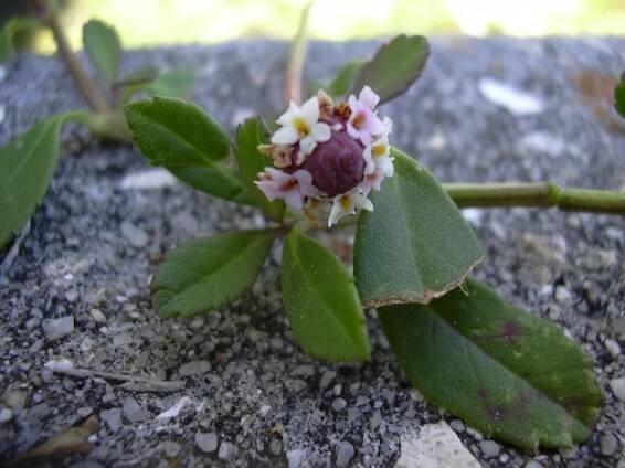 Phyla (genus)