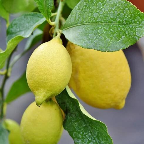 Citrus Pflanzen