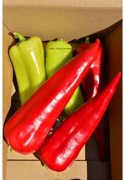 Paprika roční - LYDIA - 0,6 g | Dobrasemena.cz