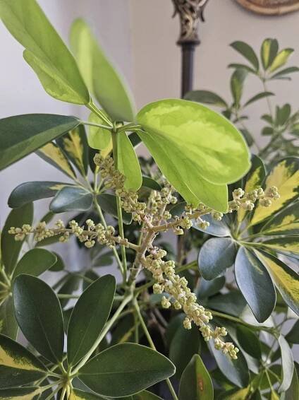Do Umbrella Plants Bloom? All About Schefflera Flowers