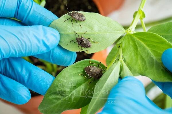 Halyomorpha Halys – Agrigeos