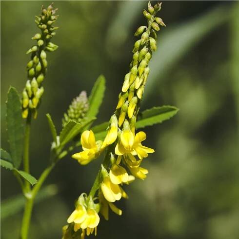 Komonice lékařská - Melilotus officinalis - osivo komonice - 30 ks od 37 Kč - Heureka.cz
