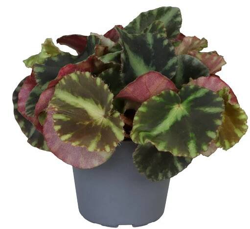 Begonia Rex Cleopatrae - Kvety VICTOR