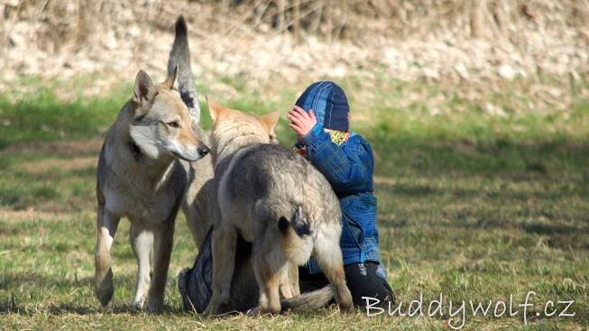 1. sraz A-Buddywolf - Buddywolf