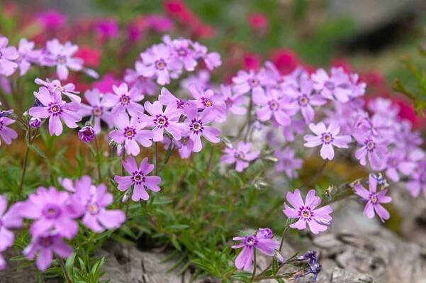 Creeping phlox plant with small pink flowers on thin stems and branches on top of rock closeup