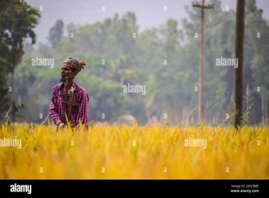 A farmer working hard on field to earn his daily livelihood before the storm strikes hard. Stock Photo