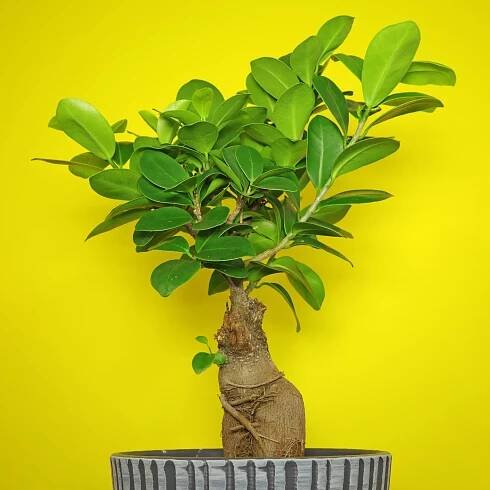 Ficus microcarpa Lorbeerfeige