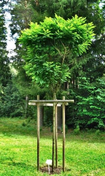 robinia pseudoacacia umbraculifera